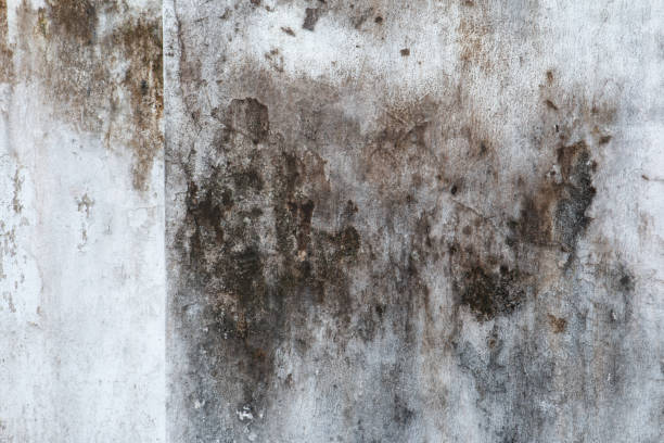 Best Asbestos and Lead Testing During Mold Inspection  in Washington Park, FL