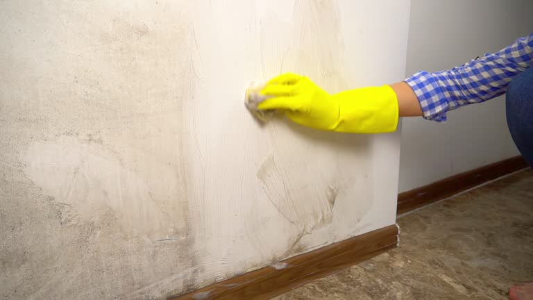 Best Mold-Related Health Consultation  in Washington Park, FL