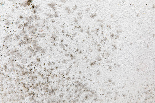 Best Mold Prevention Services  in Washington Park, FL